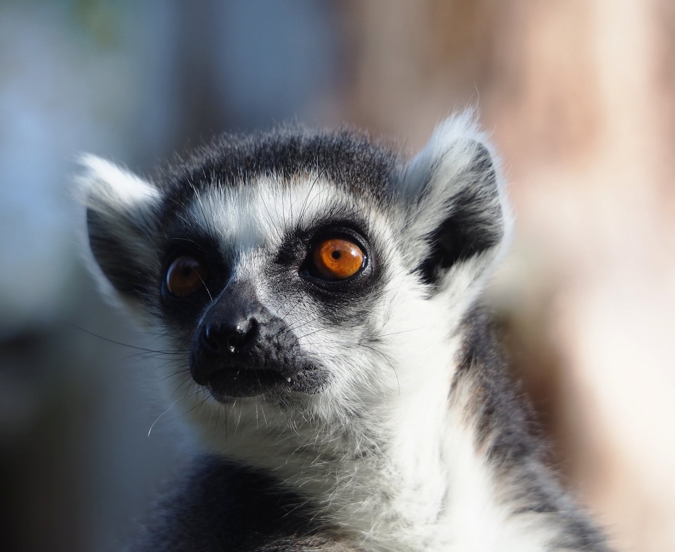 Ring-tailed lemur (Lemur catta), 2023-10-04