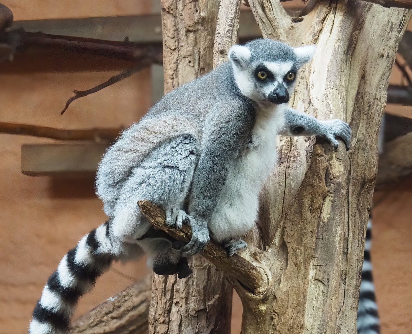 Ring-tailed lemur (Lemur catta), 2023-10-07