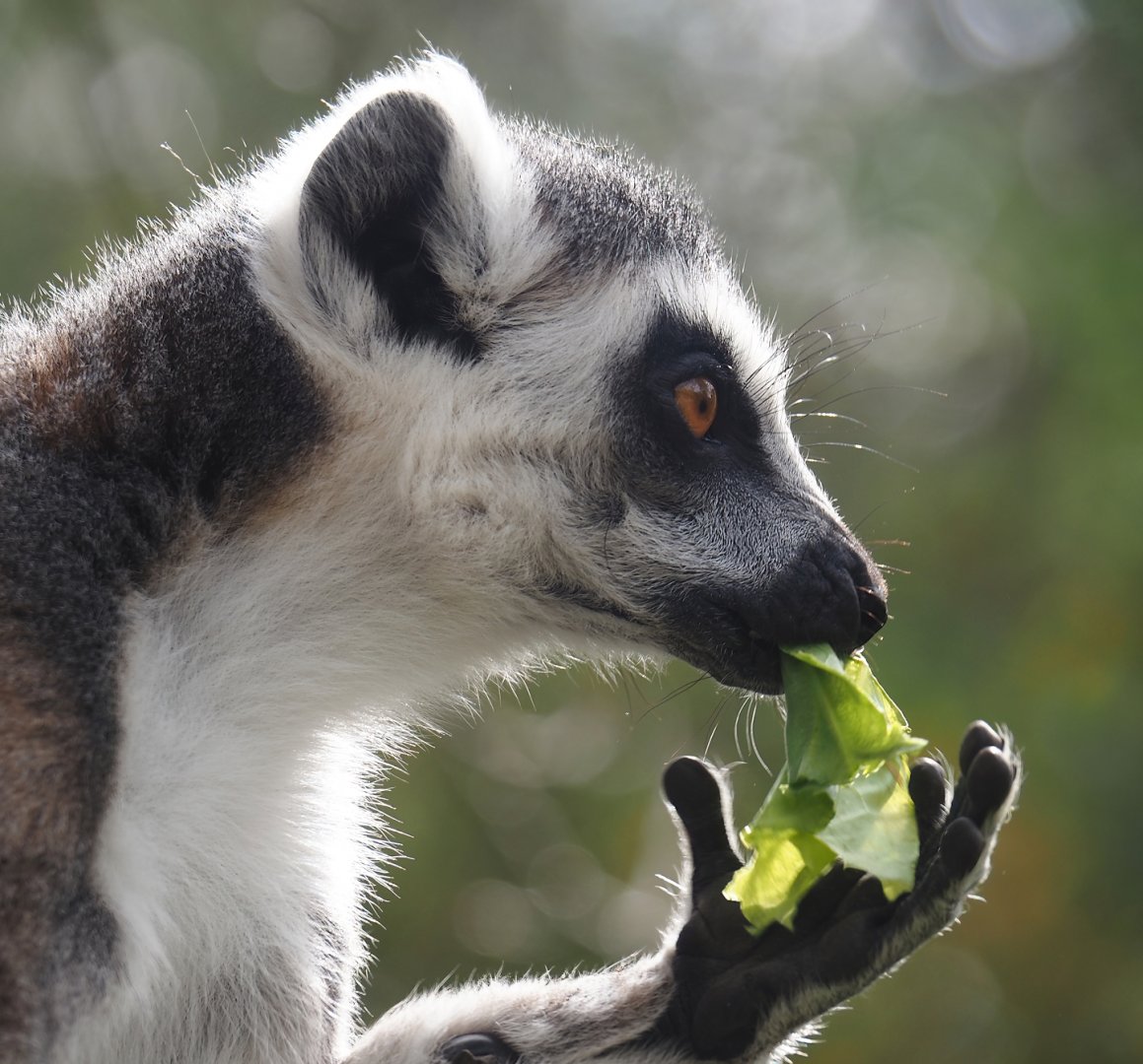 Ring-tailed lemur (Lemur catta), 2024-04-06