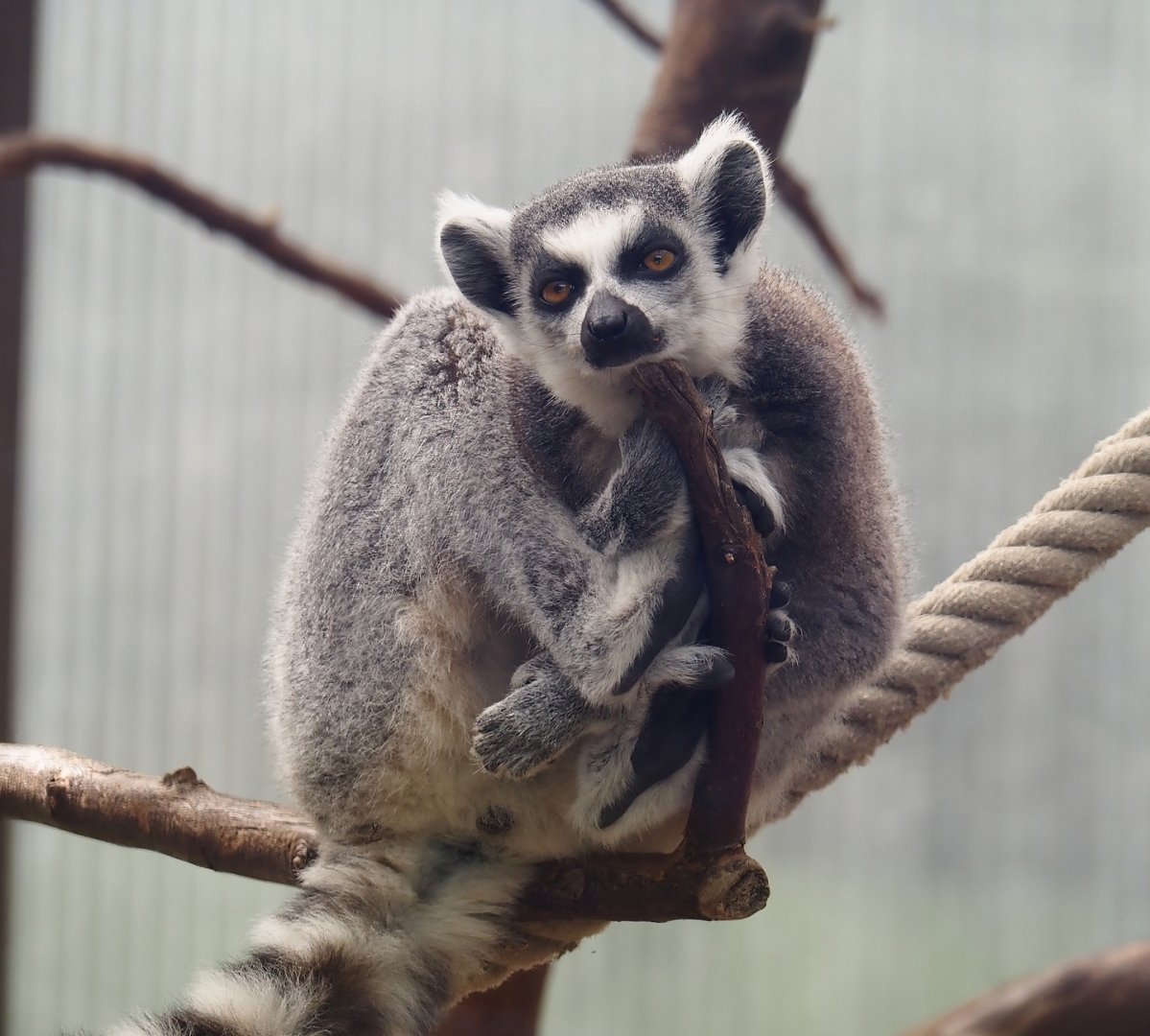 Ring-tailed lemur (Lemur catta), 2024-06-08