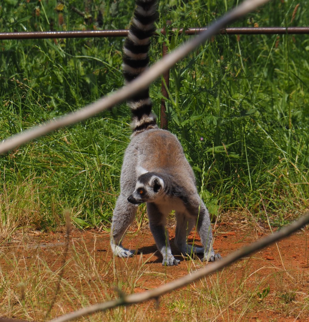 Ring-tailed lemur (Lemur catta), 2024-06-30