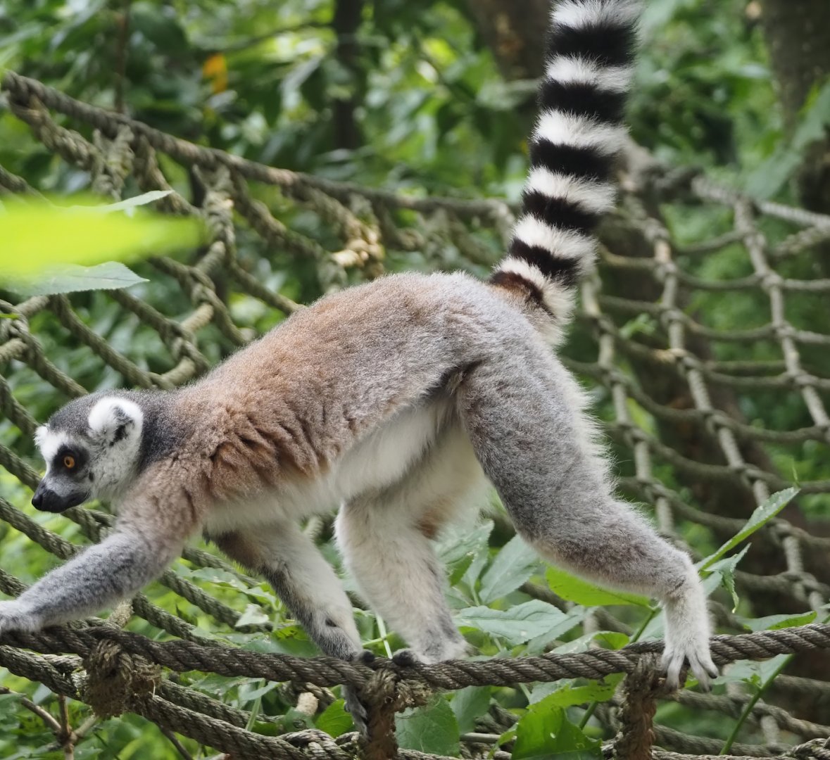 Ring-tailed lemur (Lemur catta), 2024-08-18
