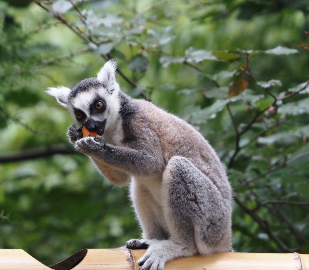 Ring-tailed lemur (Lemur catta), 2024-08-18