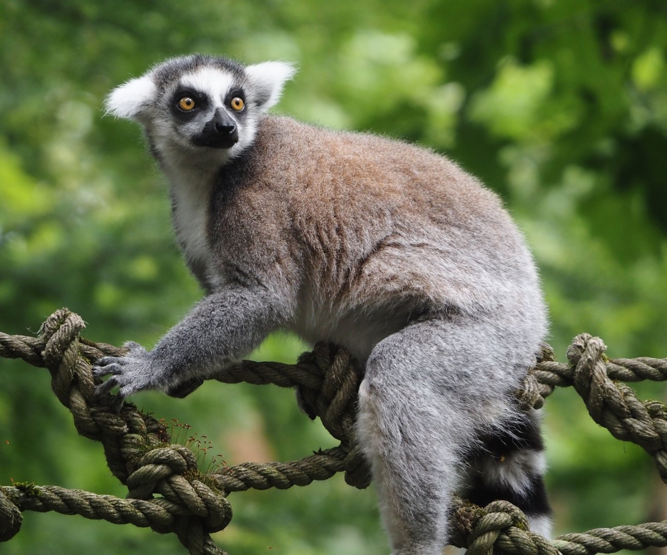 Ring-tailed lemur (Lemur catta), 2024-08-18