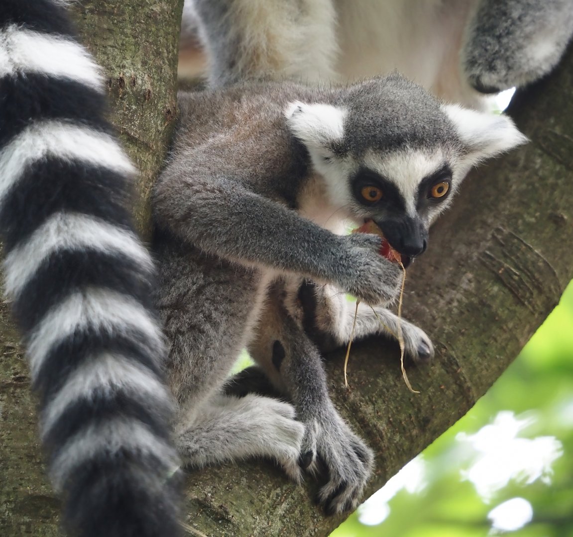 Ring-tailed lemur (Lemur catta), 2024-08-18