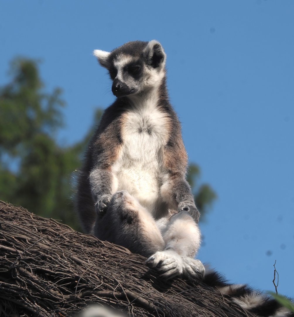 Ring-tailed lemur (Lemur catta), 2024-09-17