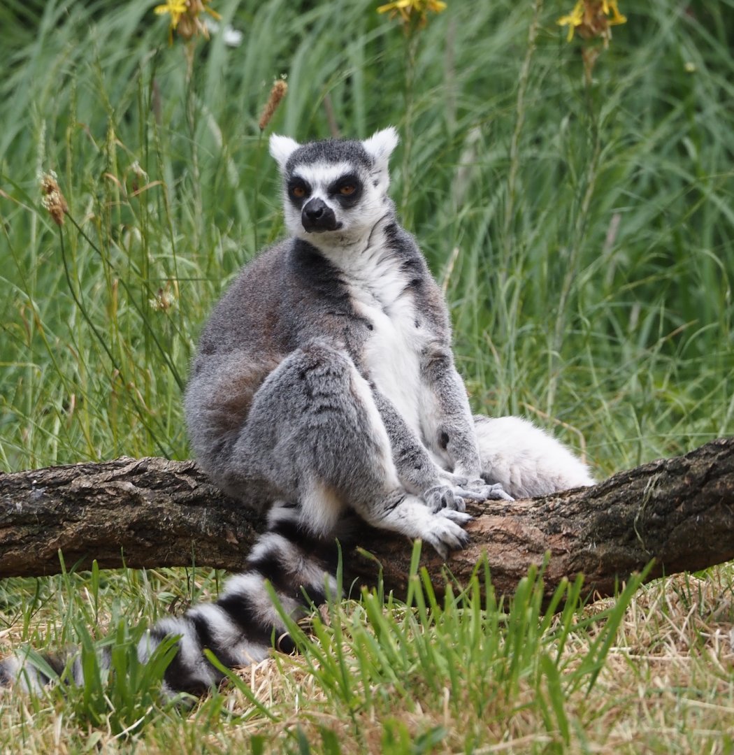 Ring-tailed lemur (Lemur catta), 2025-05-17