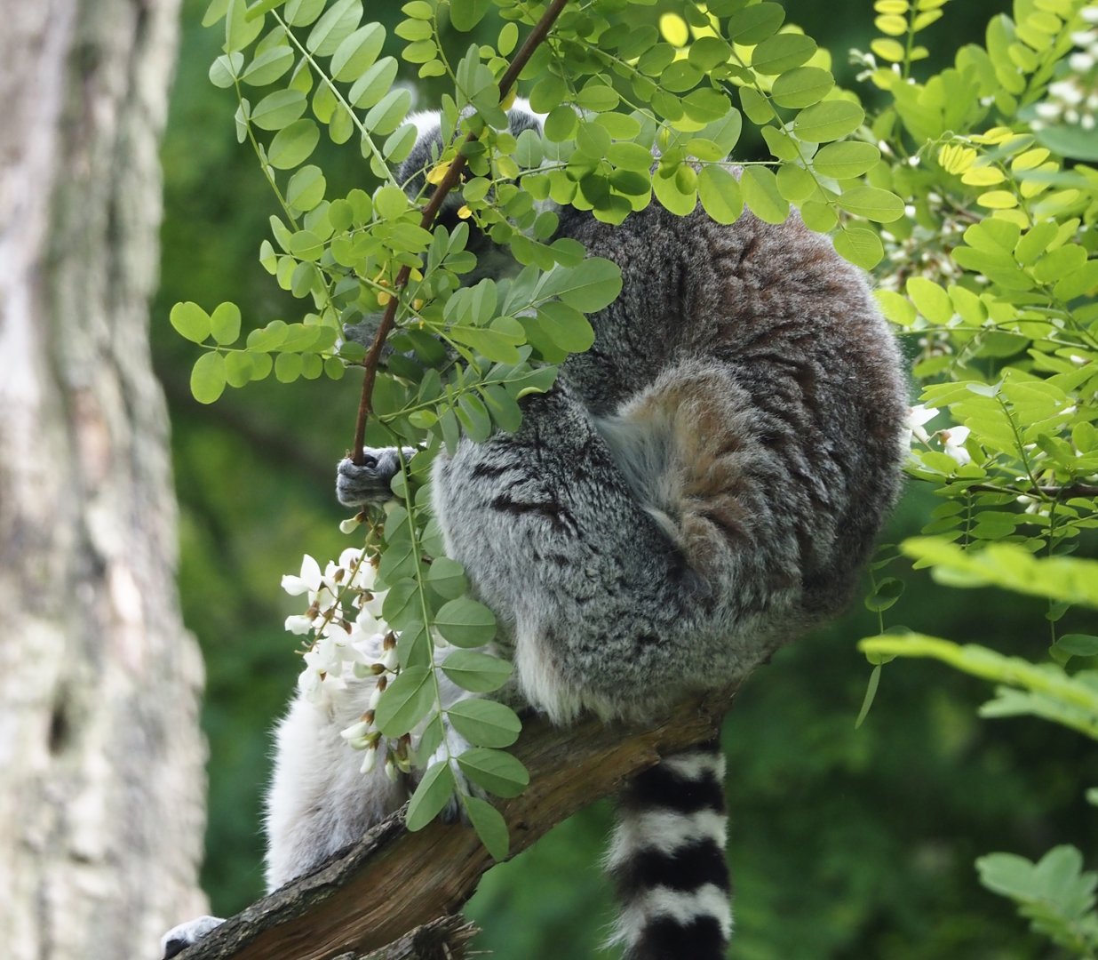 Ring-tailed lemur (Lemur catta), 2025-05-17