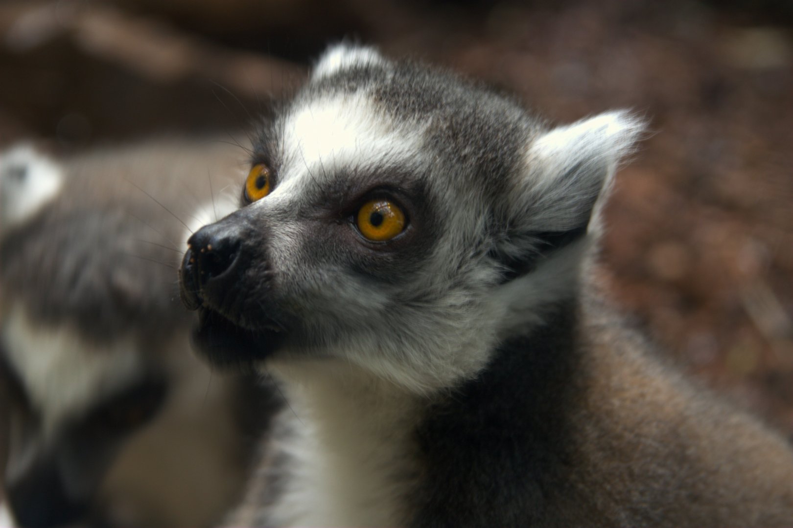 Ring-tailed Lemur (Lemur catta), 27-05-25