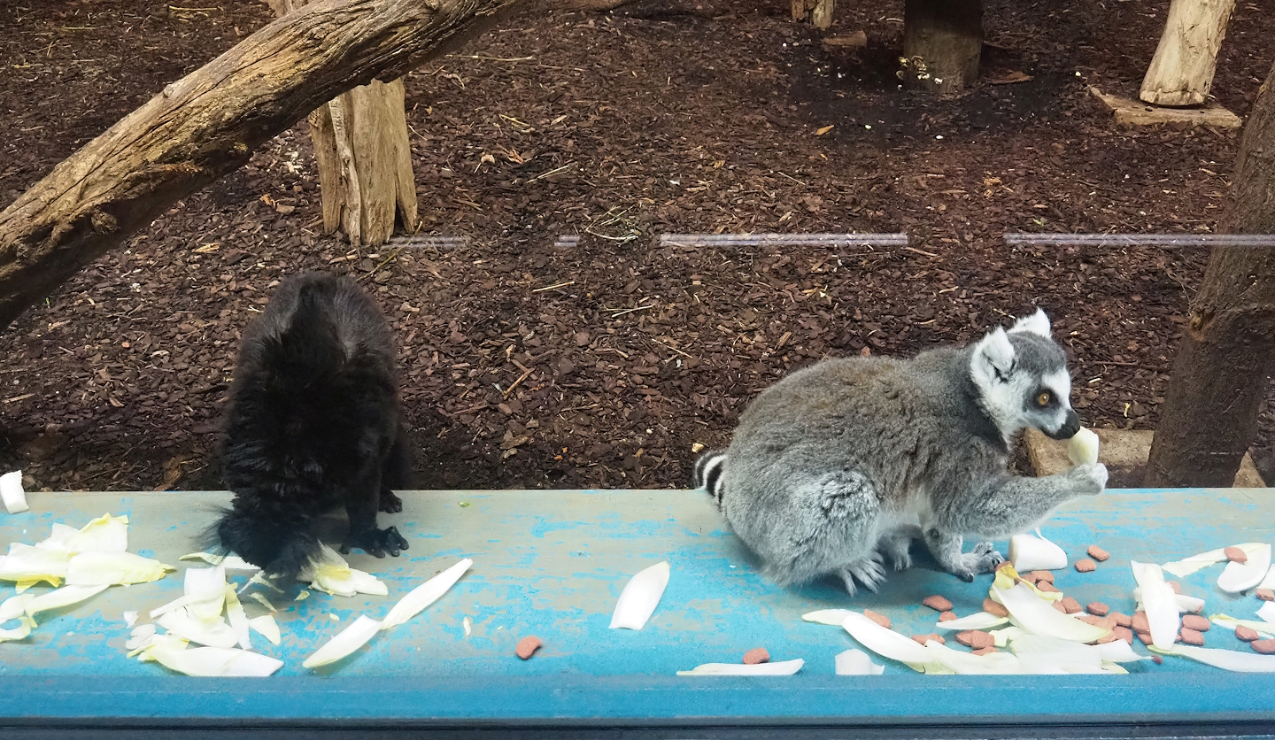 Ring-tailed lemur (Lemur catta) and Black lemur (Eulemur macaco) having breakfast, 2023-10-07
