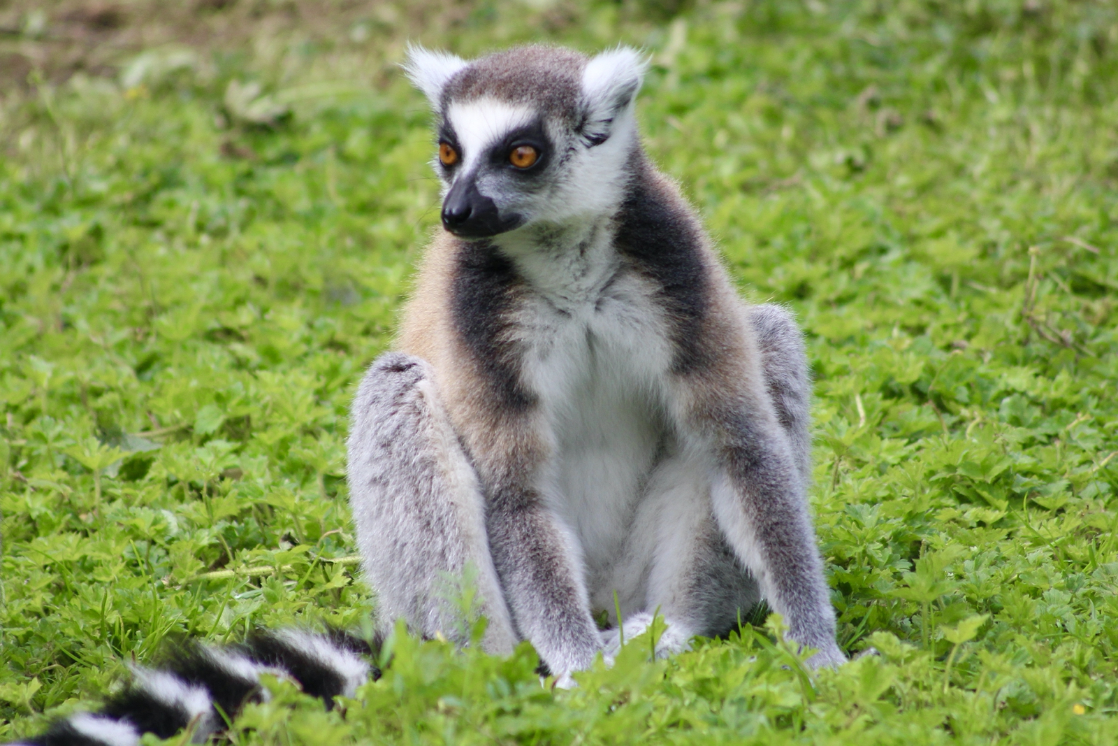 Ring-tailed lemur (Lemur catta) at Emerald Park - 21/07/2023