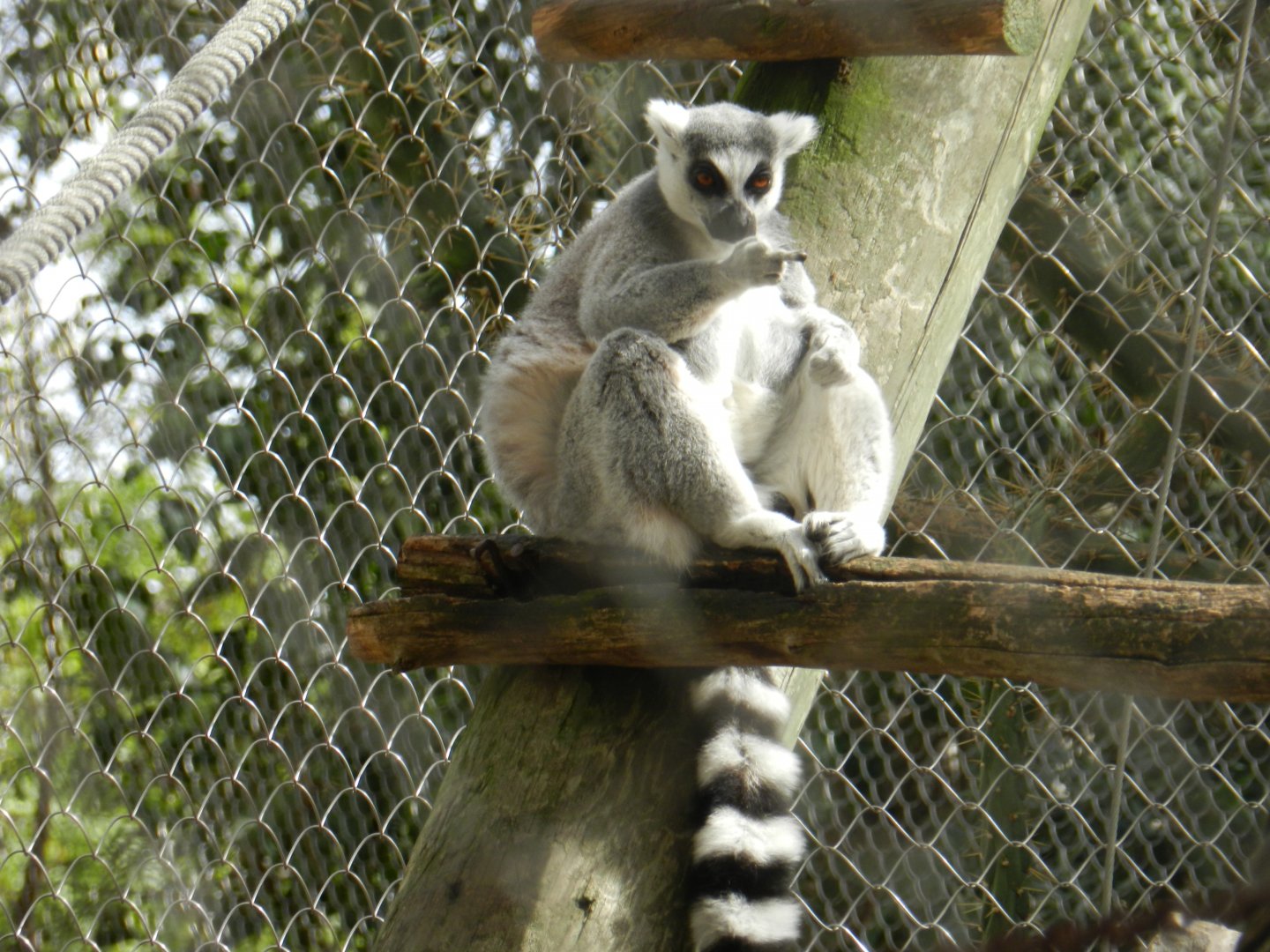 Ring-Tailed Lemur (Lemur catta) at Jardim Zoológico de Lisboa, Portugal*