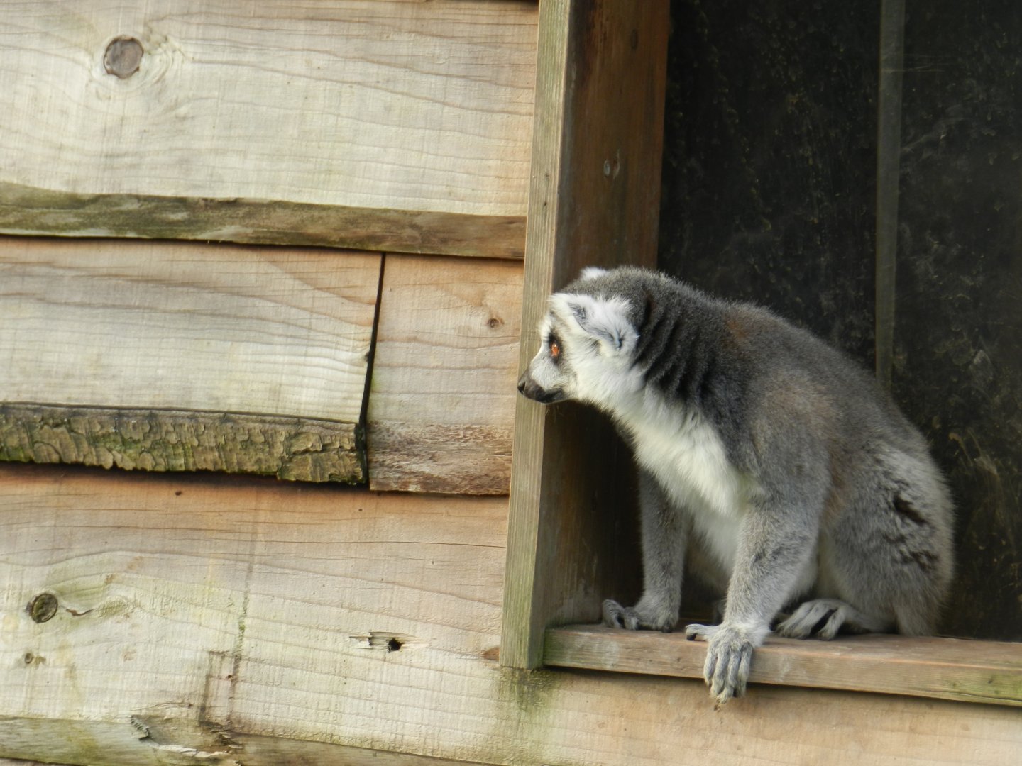 Ring-Tailed Lemur (Lemur catta) at The Wild Place Project, England