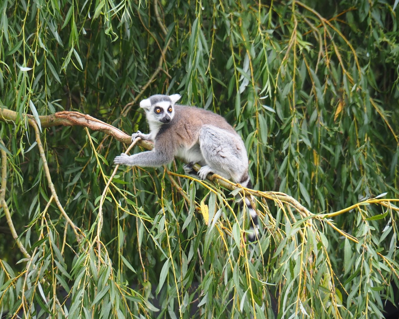 Ring-tailed lemur (Lemur catta), Aug 28th, 2018