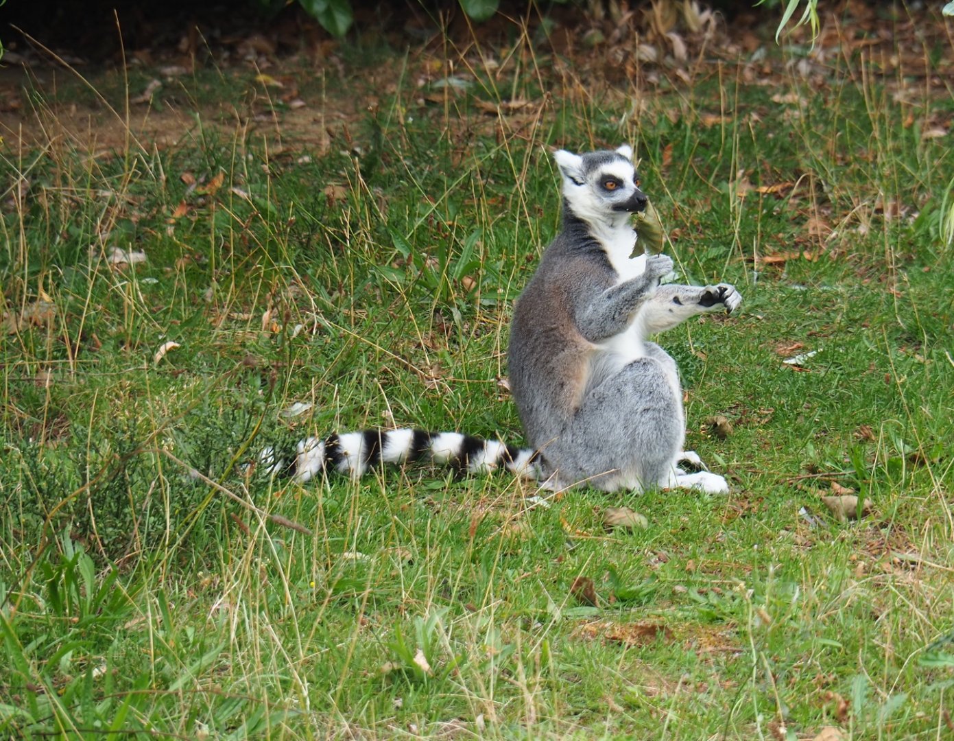 Ring-tailed lemur (Lemur catta), Aug 28th, 2018
