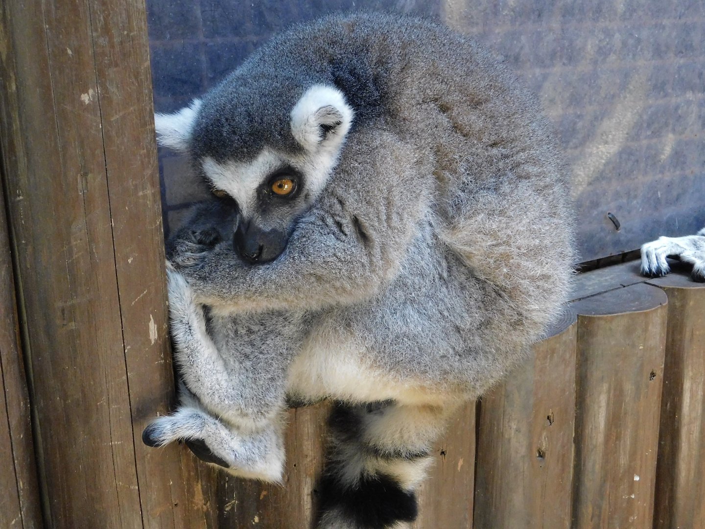 Ring-tailed Lemur (Lemur catta) August 4, 2025