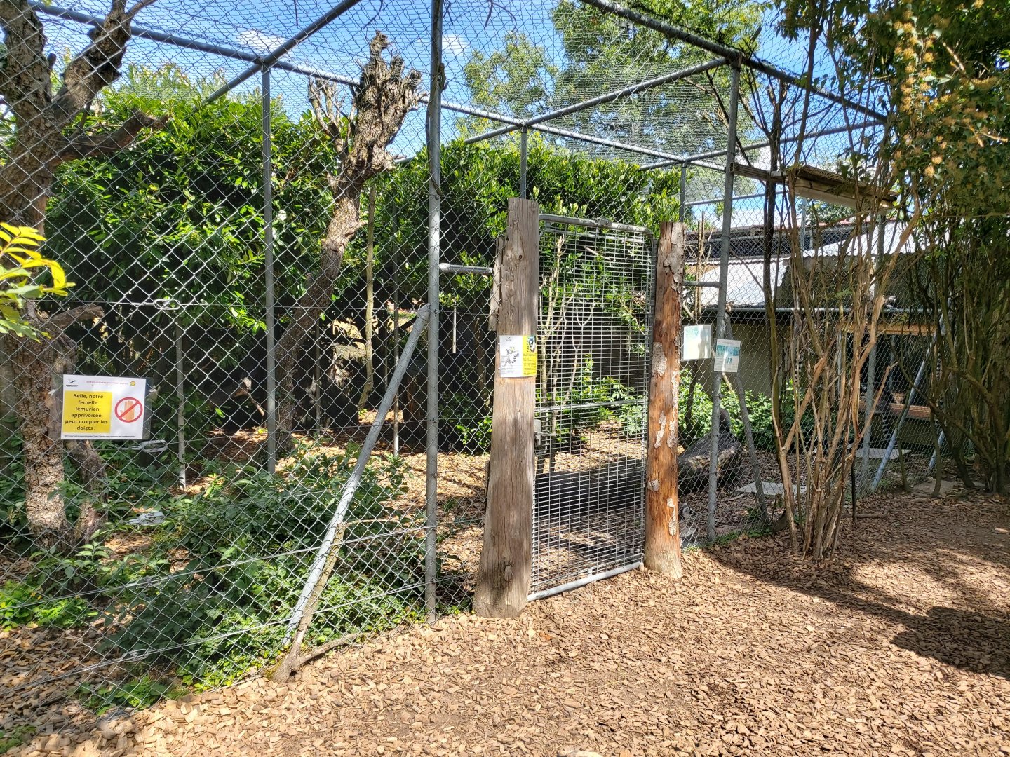 Ring-tailed lemur (Lemur catta) aviary - Bioparc Genève