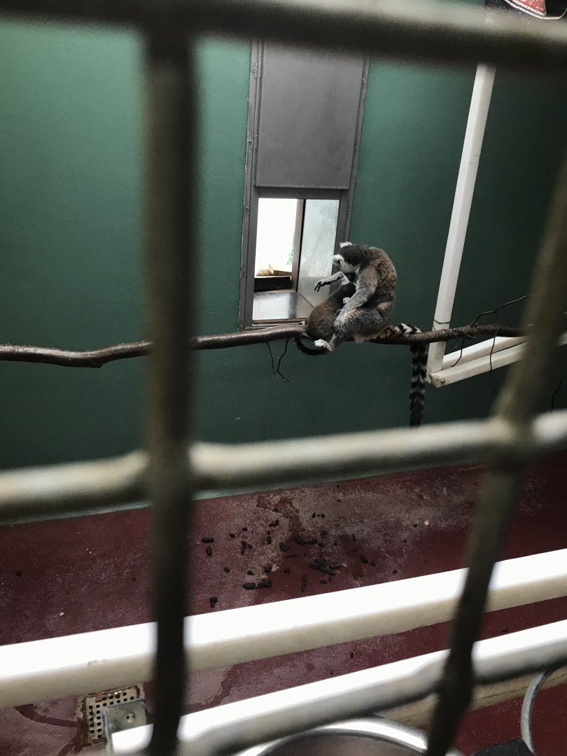 Ring Tailed Lemur (Lemur catta) backstage (6/23/25)