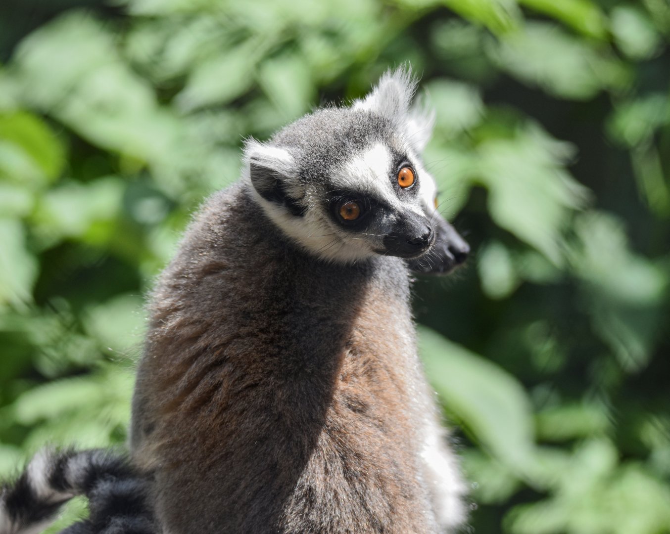 Ring-tailed lemur (Lemur catta) - Bioparc de Genève