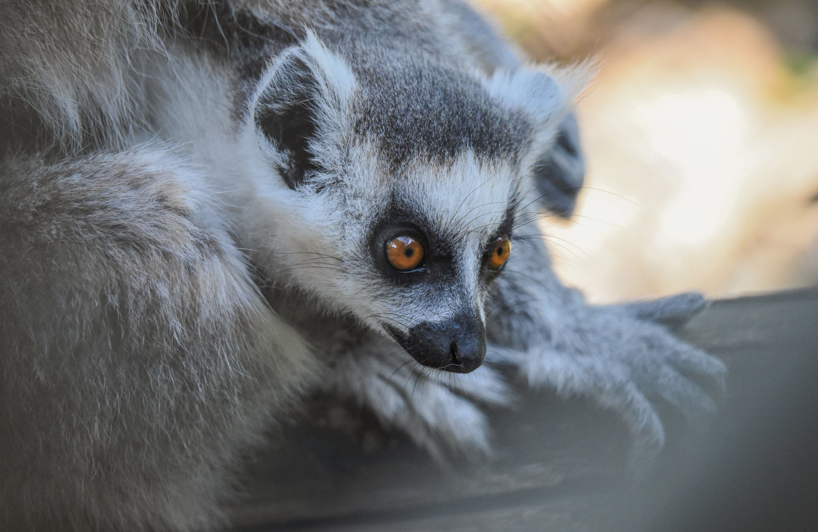Ring-tailed lemur (Lemur catta) - Bioparc de Genève