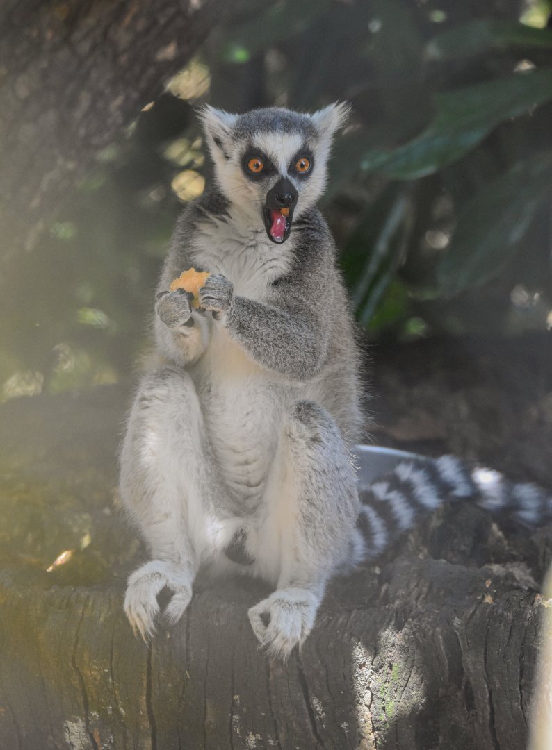 Ring-tailed lemur (Lemur catta) - Bioparc de Genève