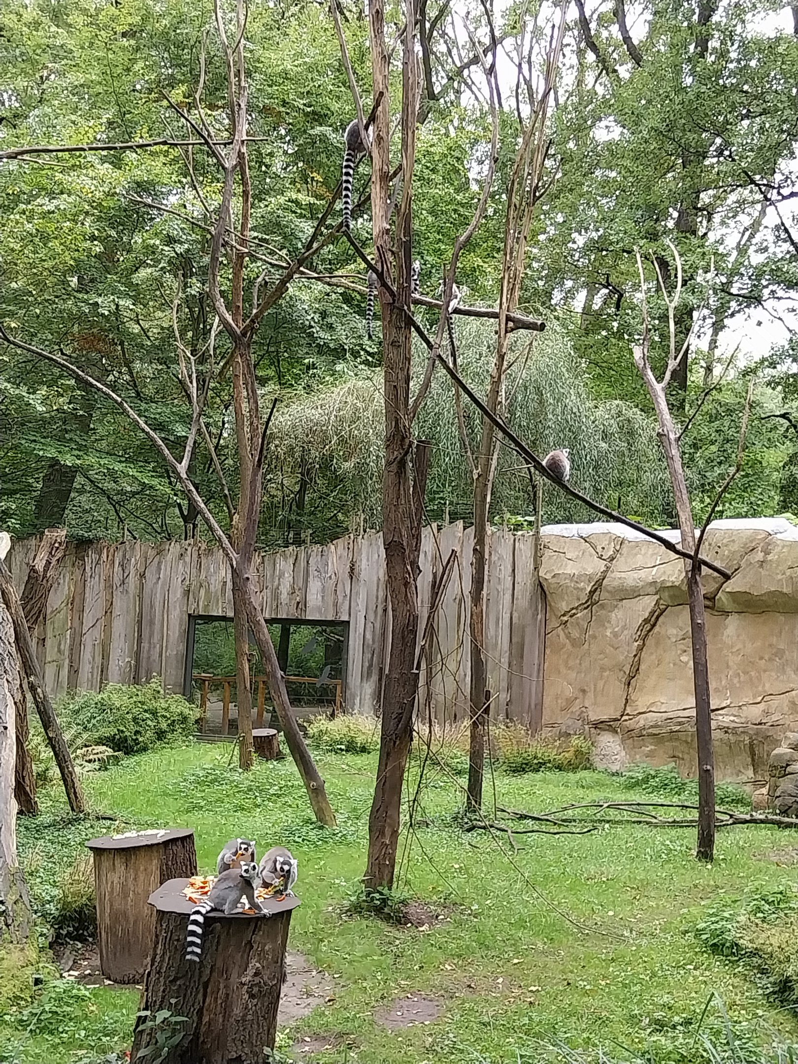Ring-tailed Lemur (Lemur catta) enclosure