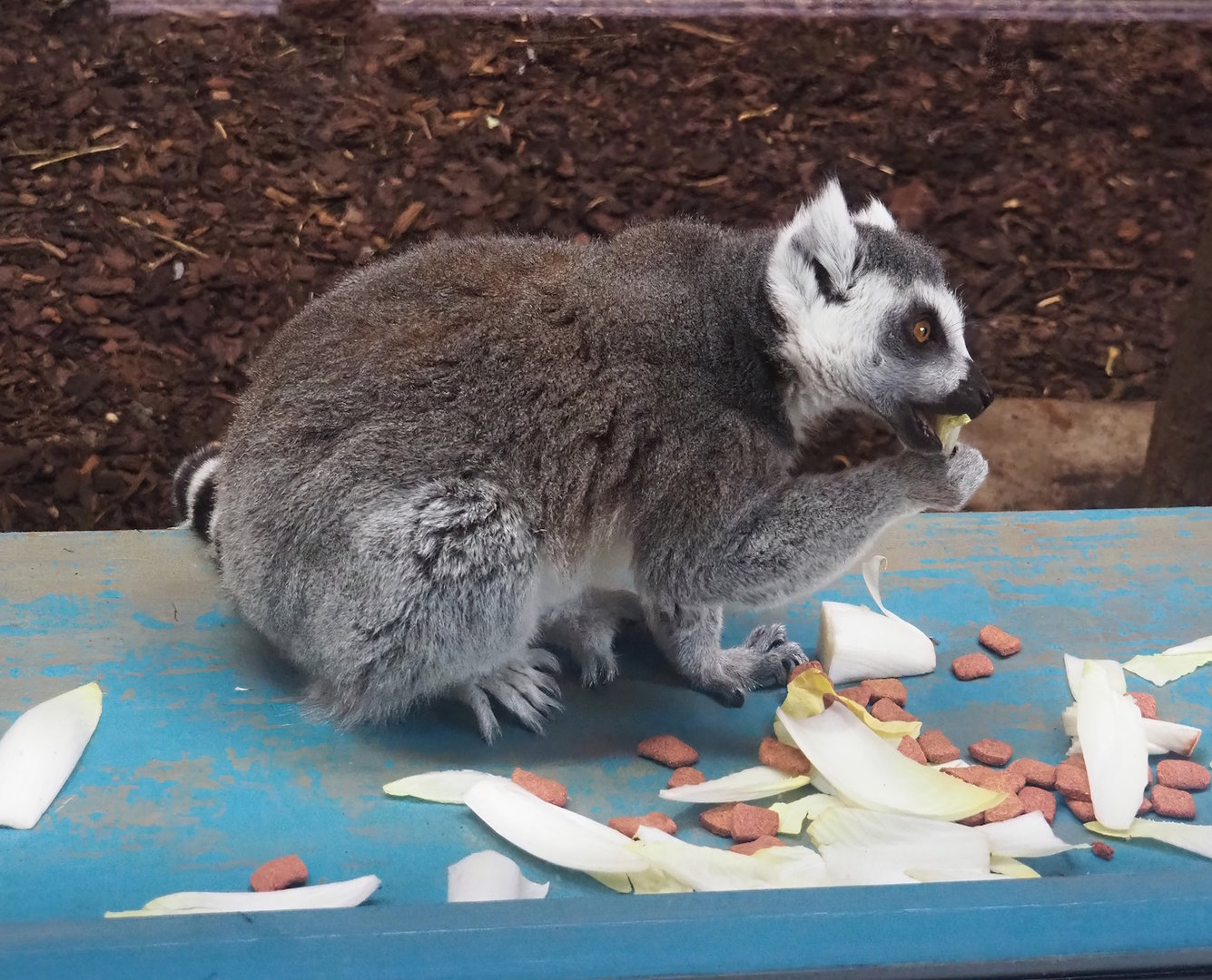 Ring-tailed lemur (Lemur catta) having breakfast, 2023-10-07
