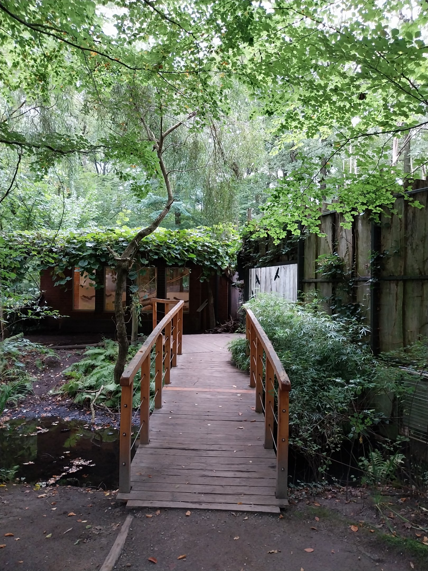 Ring-tailed Lemur (Lemur catta) House