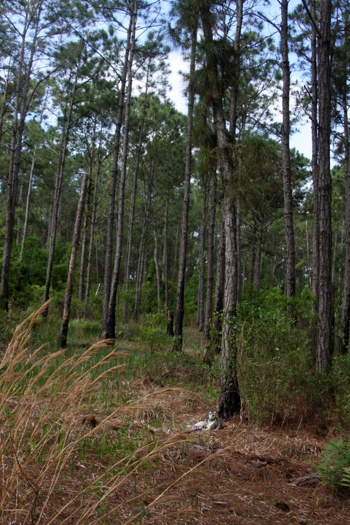 ring-tailed lemur (Lemur catta) in the forest