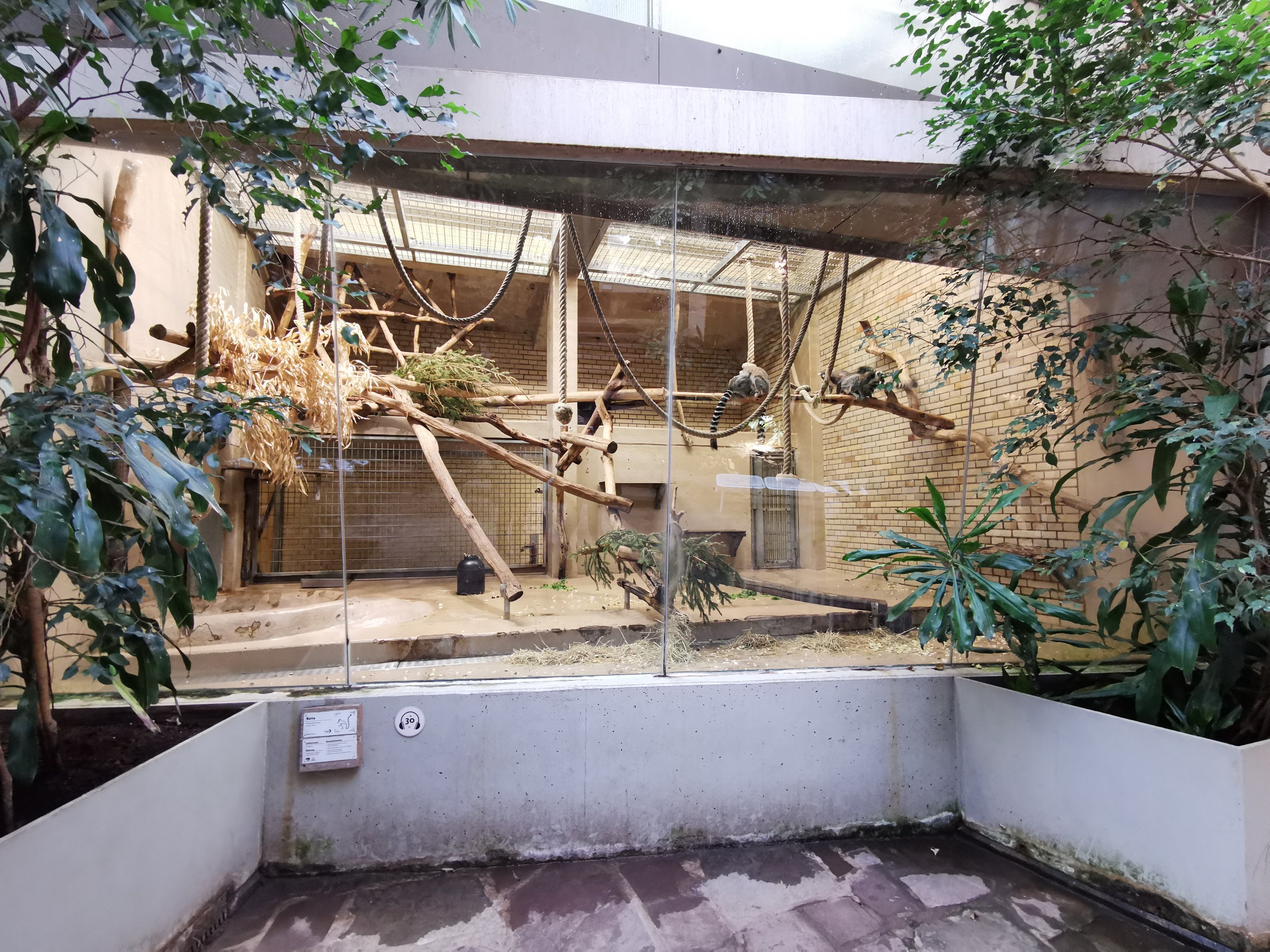 Ring-tailed lemur (Lemur catta) indoors - Lemur house