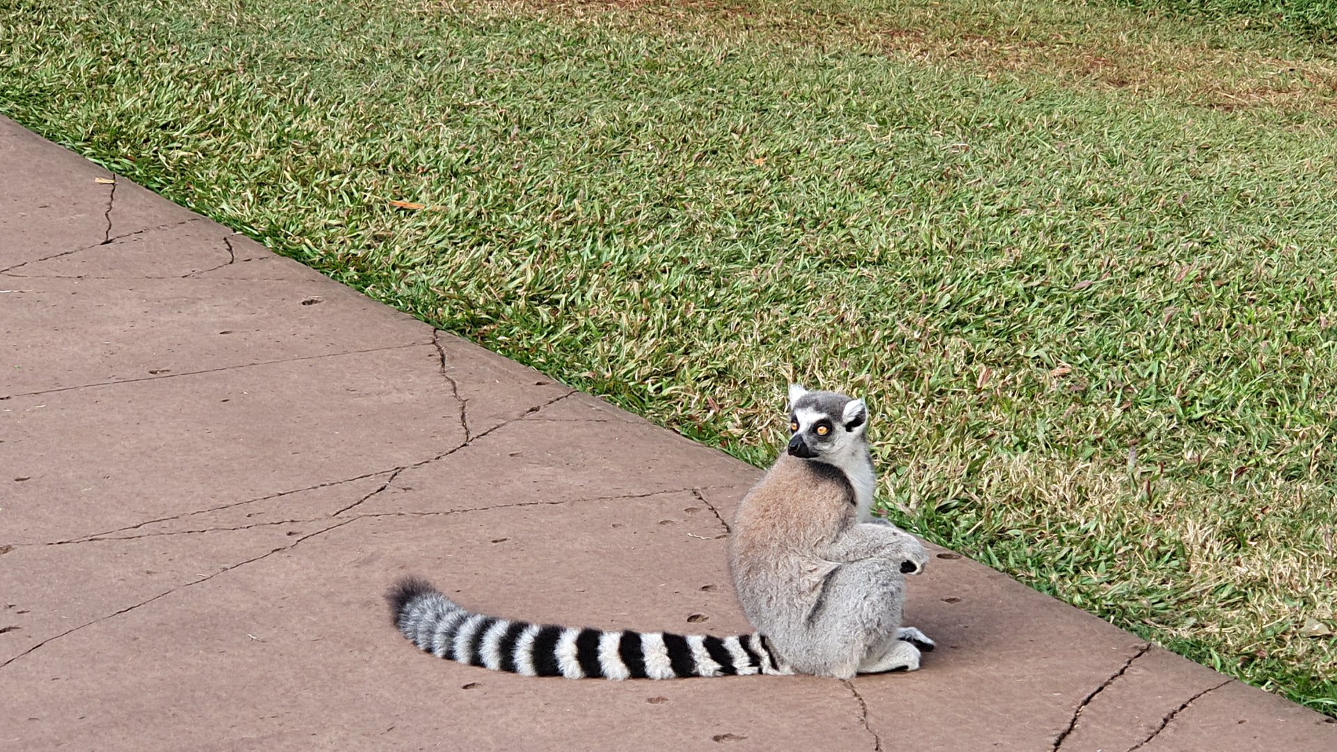 Ring-tailed lemur (Lemur catta) Jessie