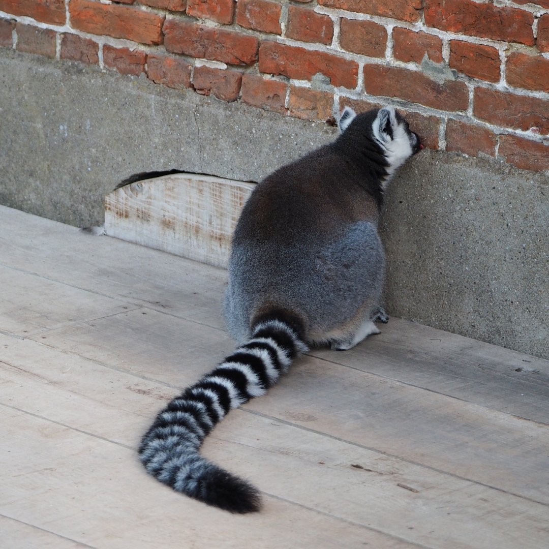 Ring-tailed lemur (Lemur catta) licking a wall, 2020-08-15