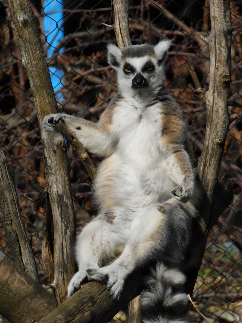 Ring-Tailed Lemur (Lemur catta) March 2022