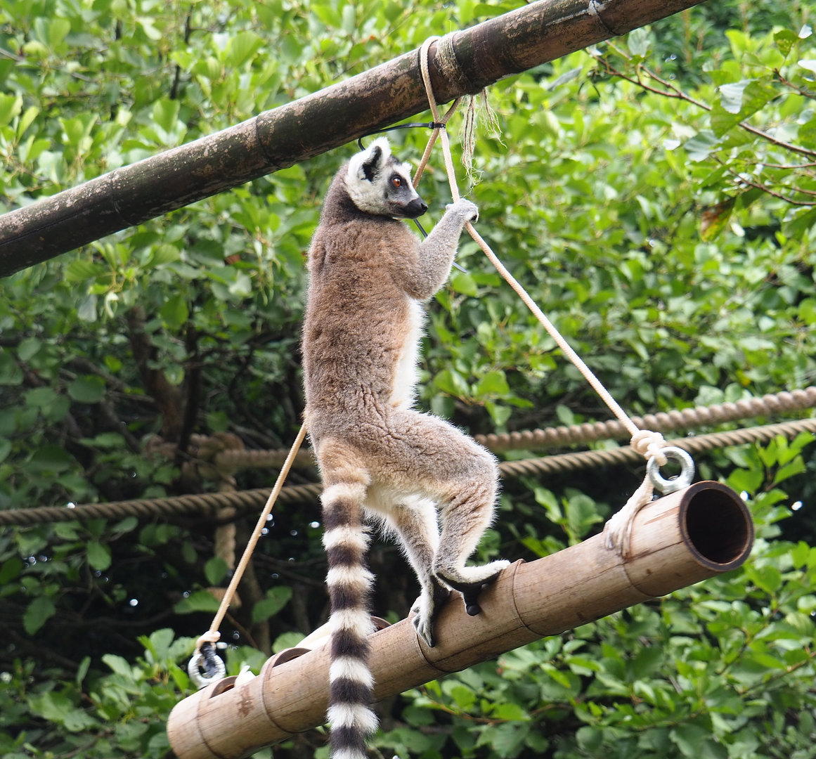 Ring-tailed lemur (Lemur catta) on hanging feeder, 2022-09-15