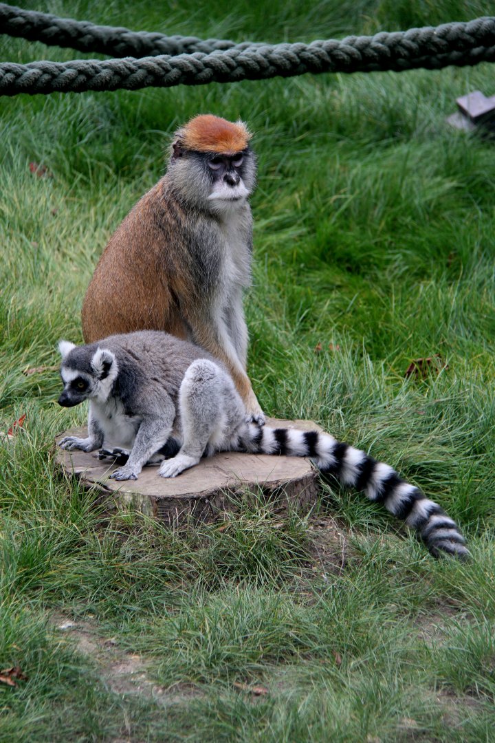 ring-tailed lemur (Lemur catta) & patas monkey (Erythrocebus patas)