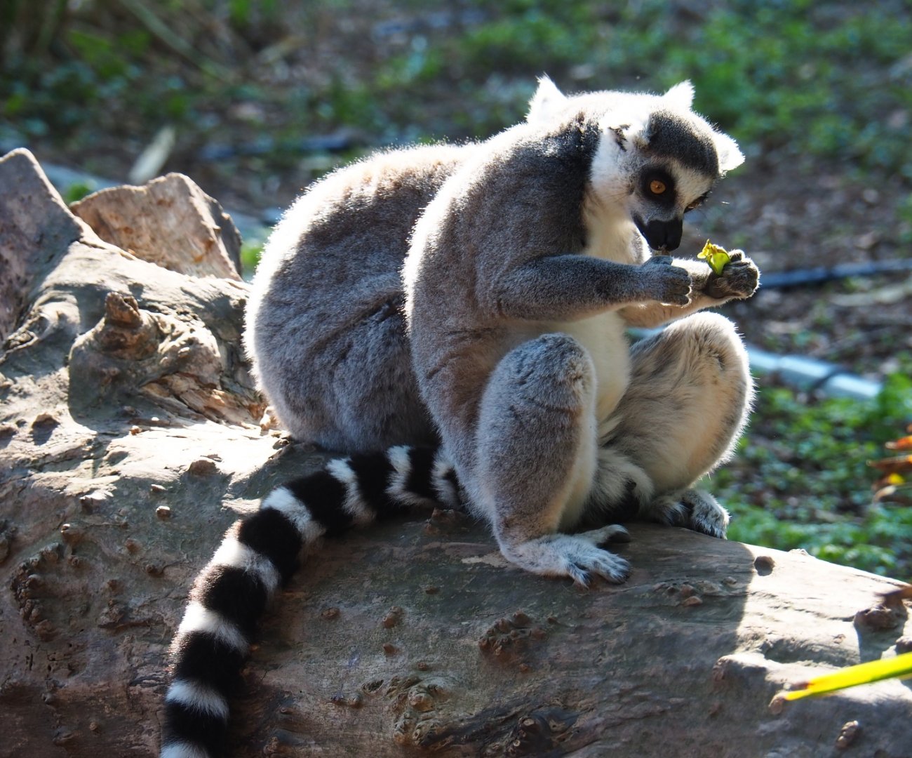 Ring-tailed lemur (Lemur catta), Sep 2nd, 2018