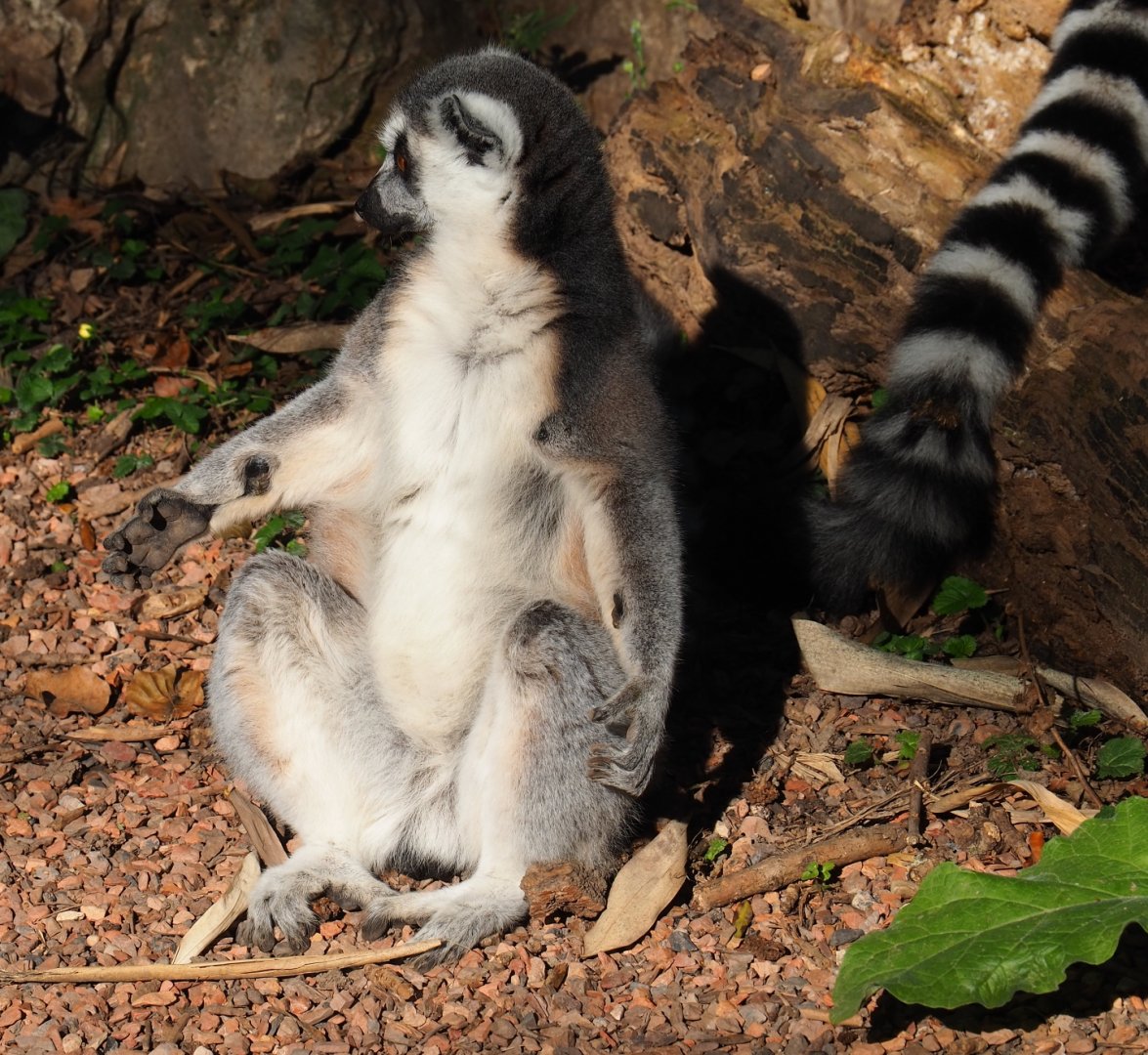 Ring-tailed lemur (Lemur catta), Sep 2nd, 2018