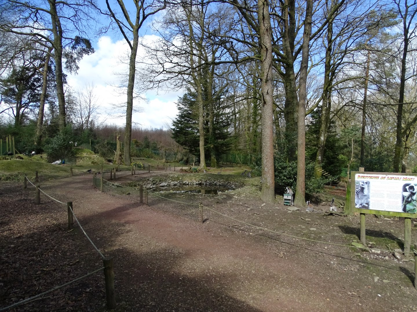 Ring-tailed lemur (Lemur catta) walktrough exhibit