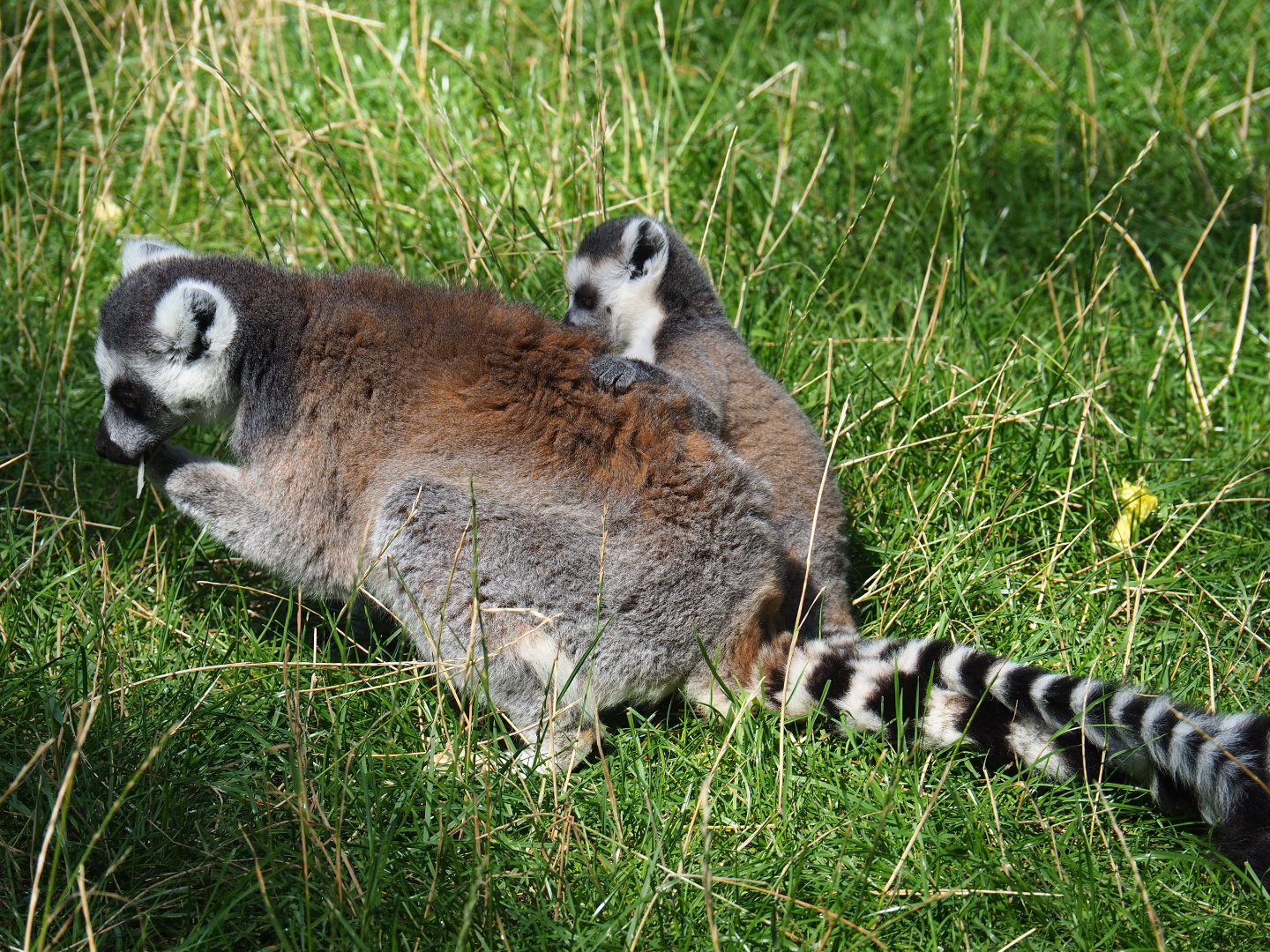 Ring-tailed lemur (Lemur catta) with baby