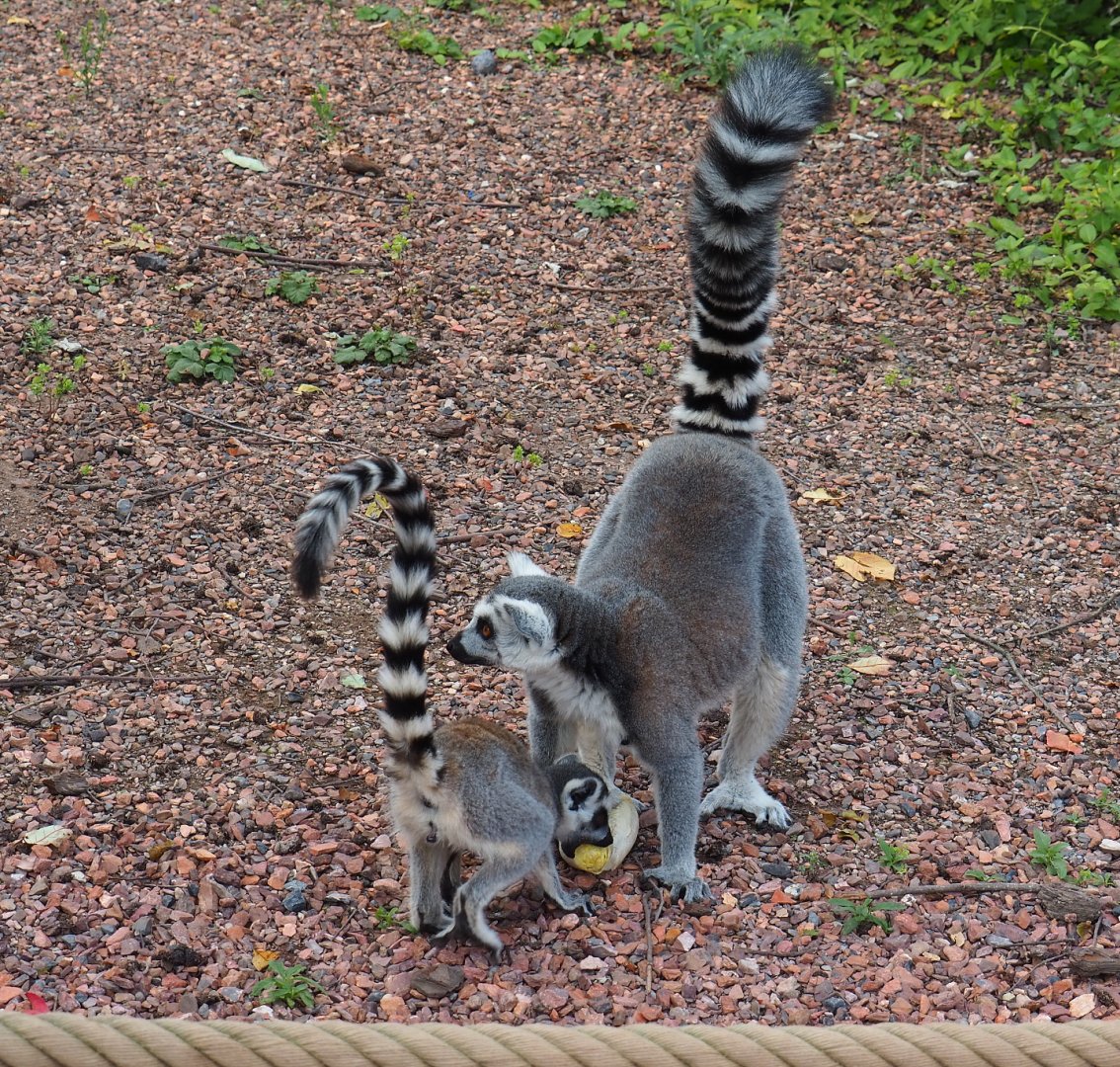 Ring-tailed lemur (Lemur catta) with juvenile, 2020-09-02