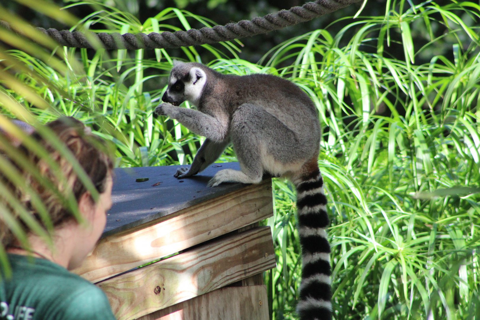 Ring-Tailed Lemur (Lemur catta) with Keeper