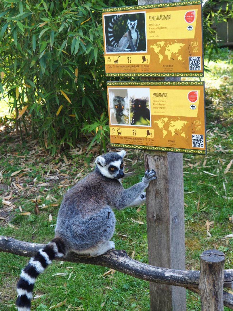 Ring-tailed lemur (Lemur catta) with lemur signage, 2020-06-12
