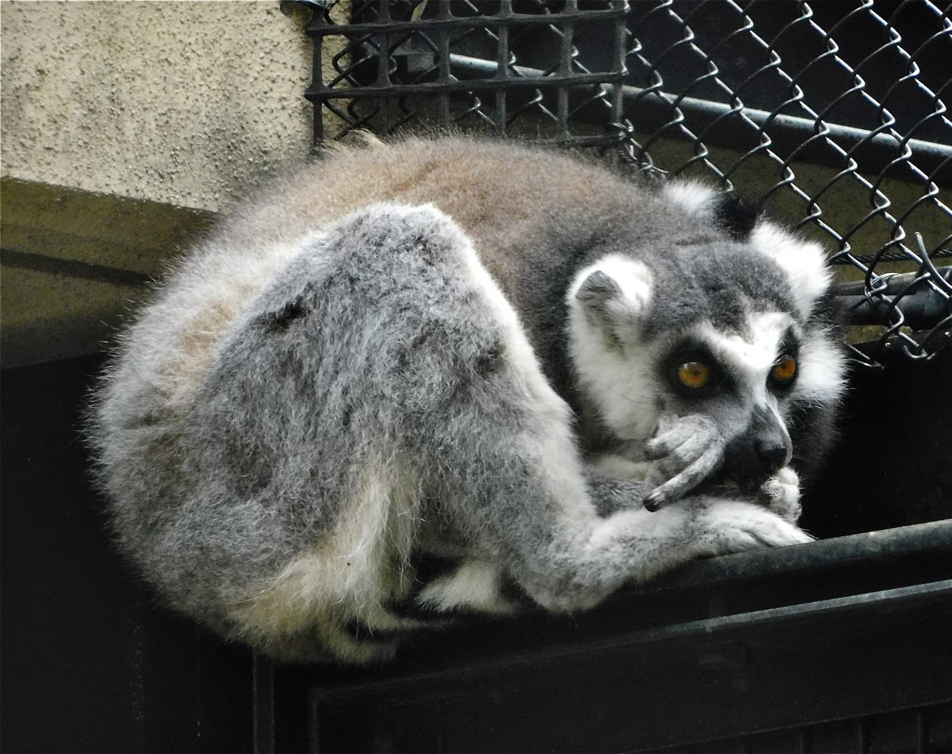 Ring-tailed Lemur (Lemur catta) - Yumemigasaki Zoological Park October 12, 2025