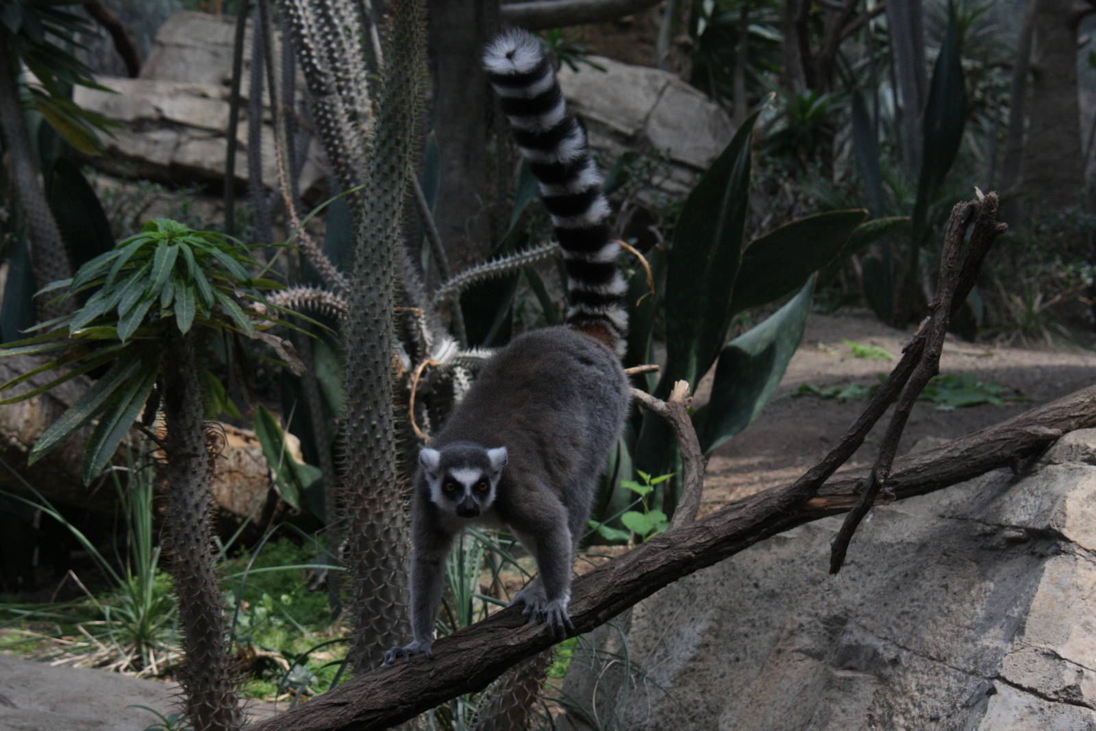 Ring-tailed Lemur (Lemur catta)