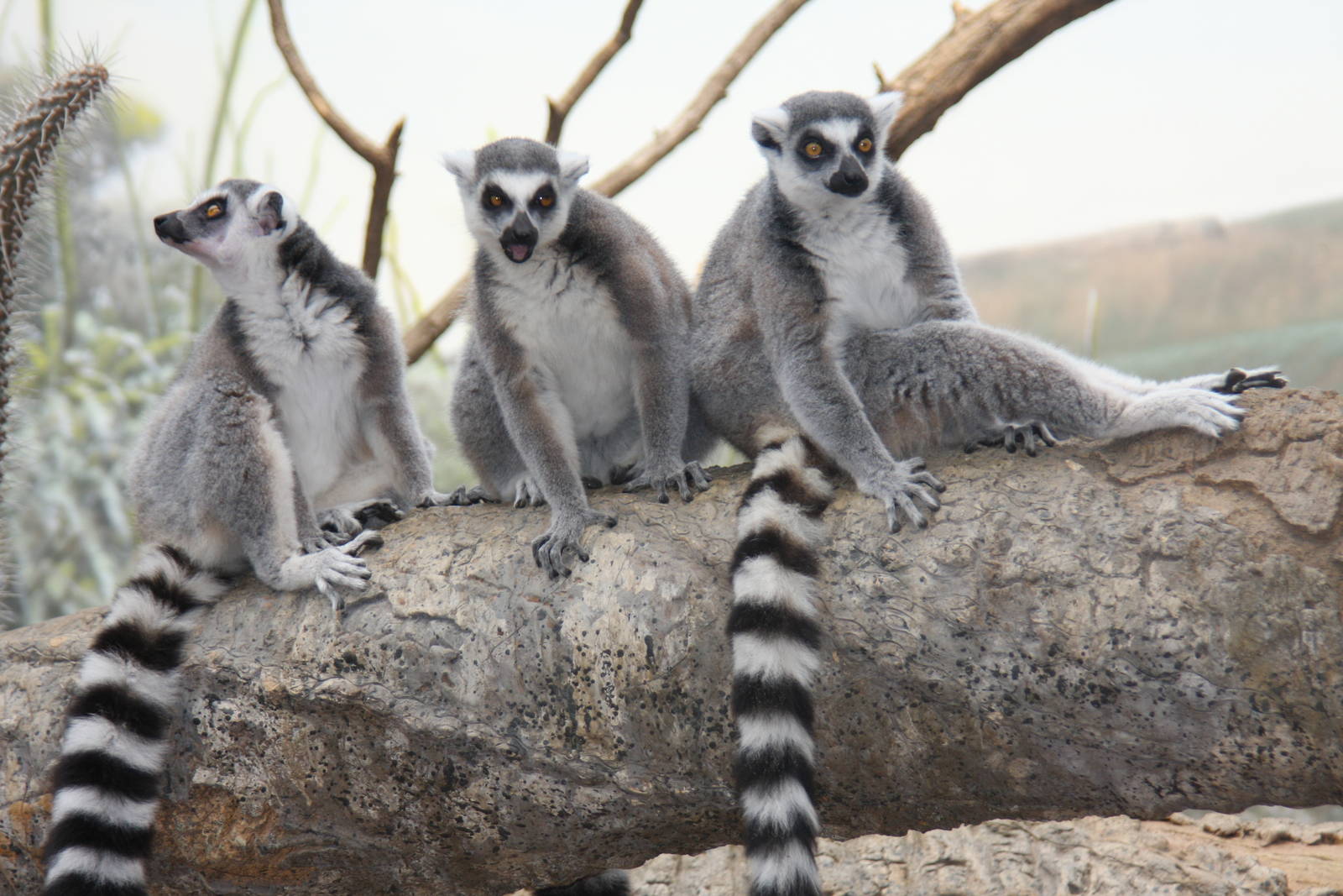 Ring-tailed Lemur (Lemur catta)