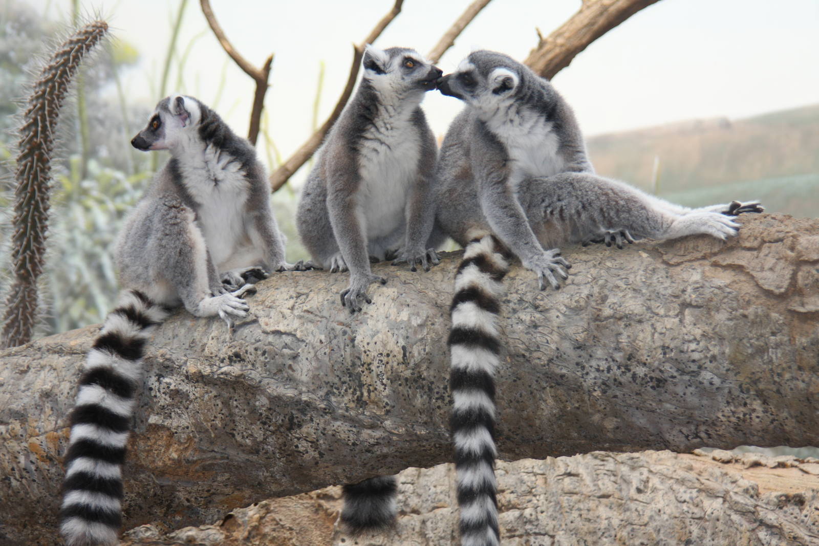 Ring-tailed Lemur (Lemur catta)