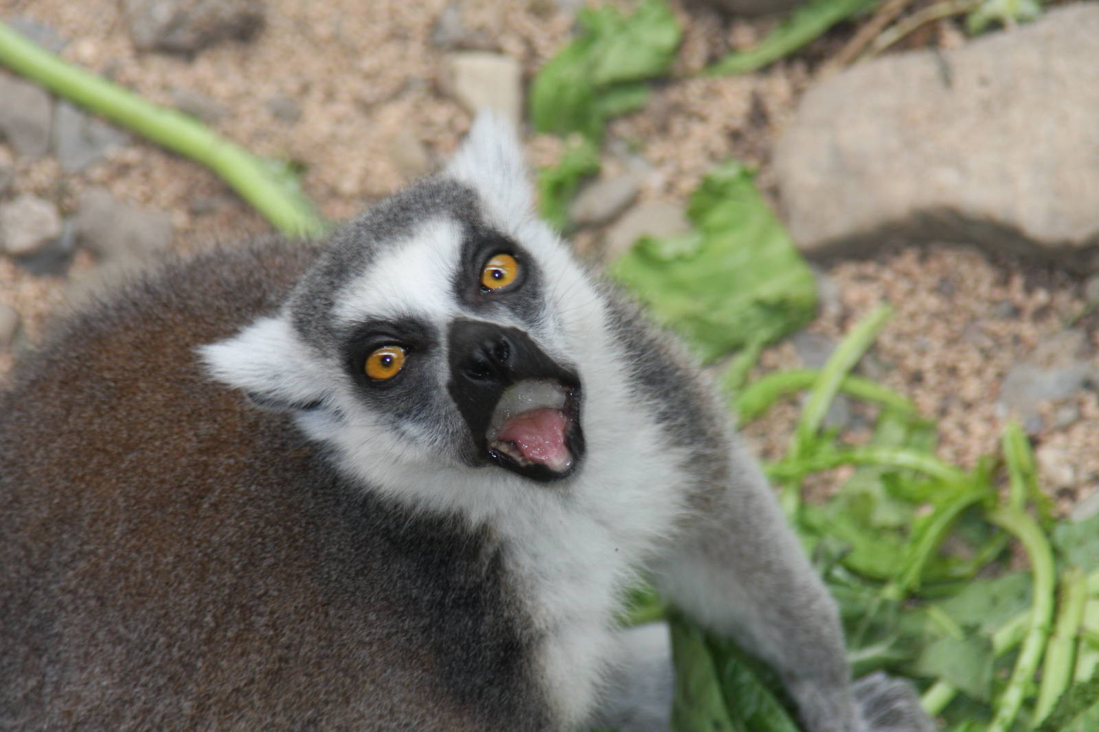 Ring-tailed Lemur (Lemur catta)