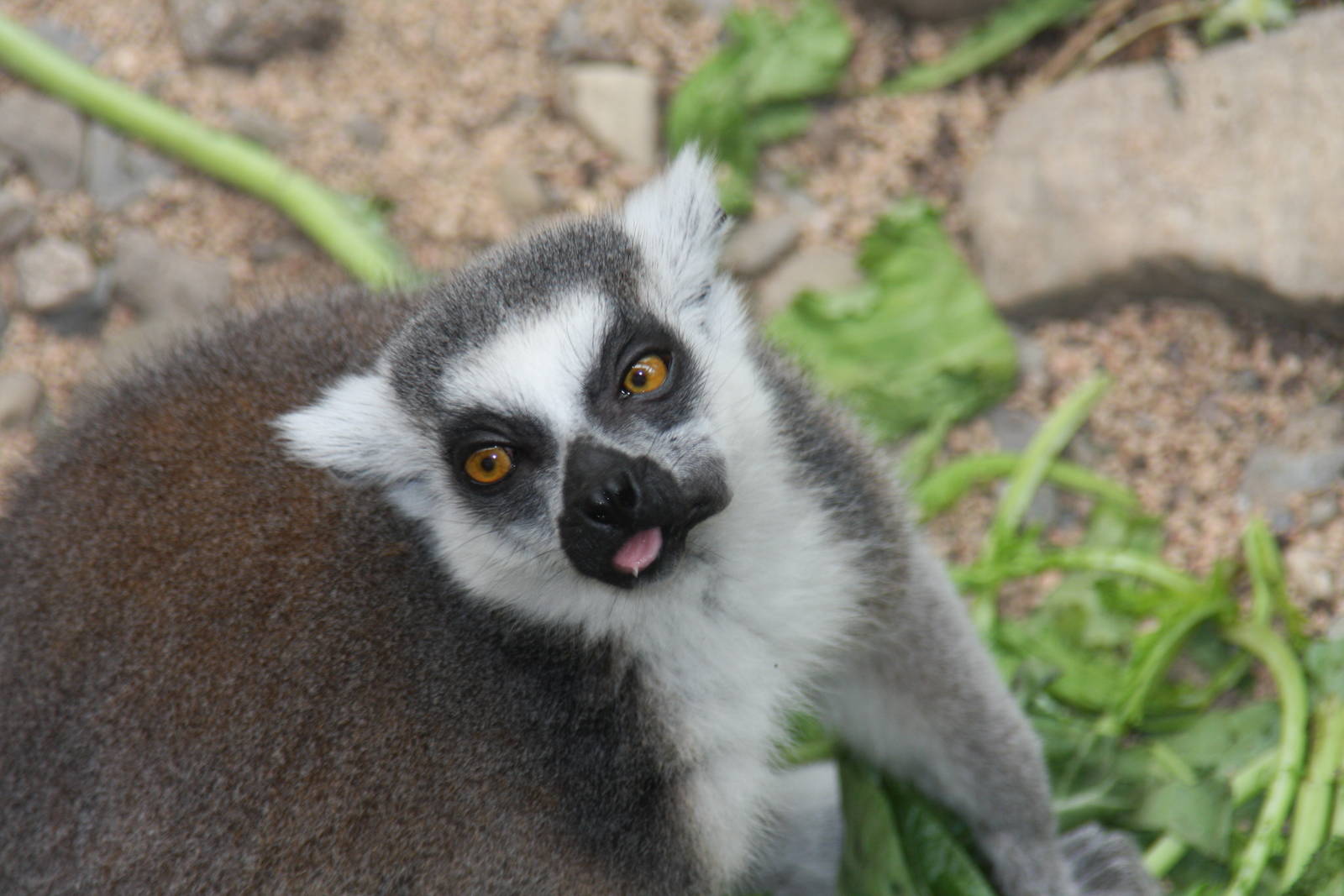 Ring-tailed Lemur (Lemur catta)