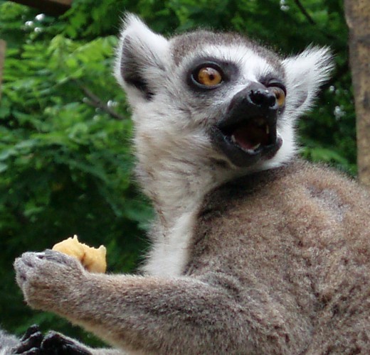 Ring-tailed Lemur (Lemur catta)