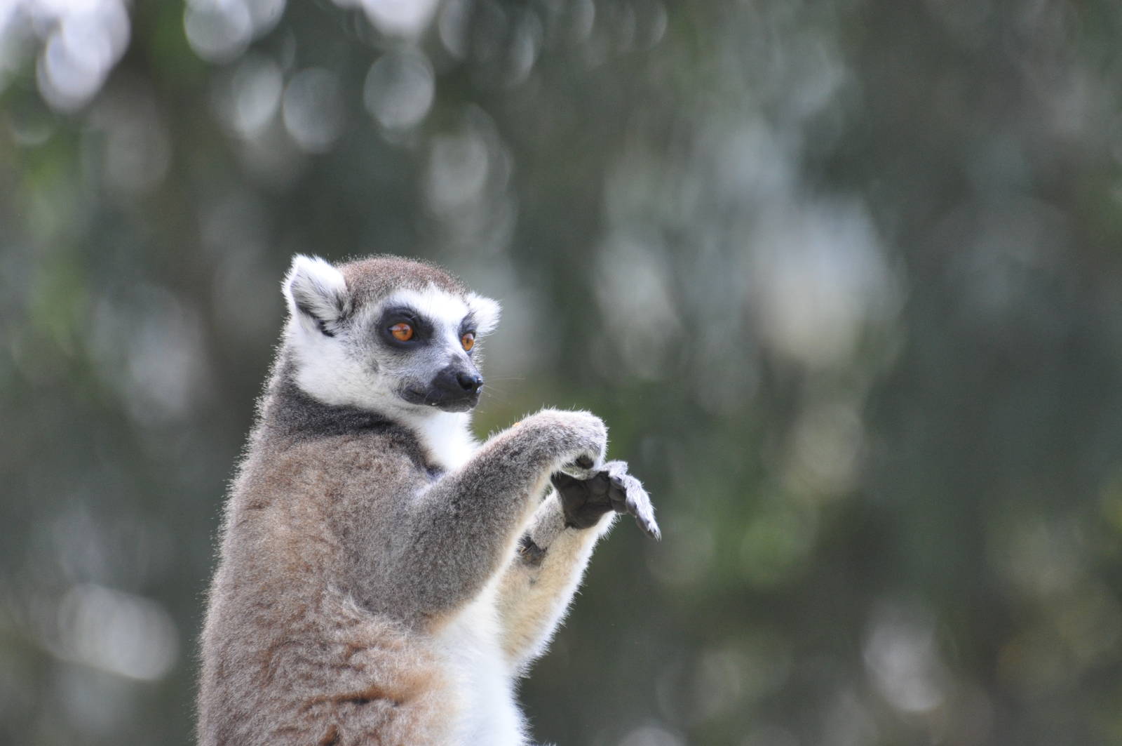 Ring-tailed lemur/ Lemur catta